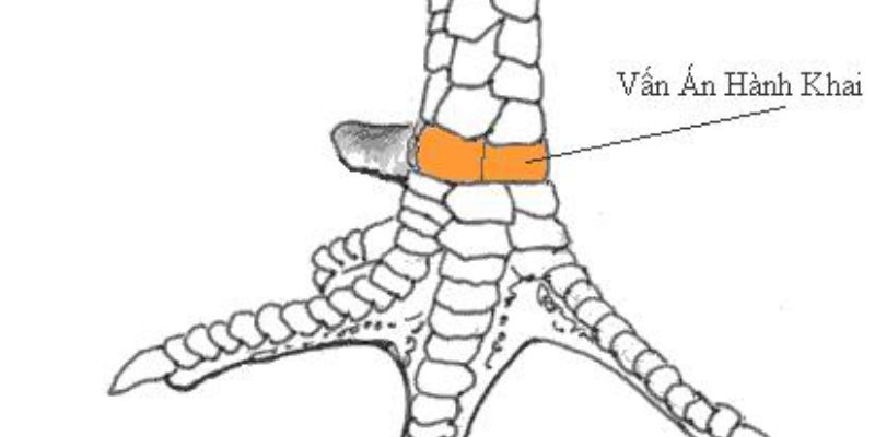 Vảy Gà Vấn Cán - Đặc Điểm Vảy Gà Độc Và Hiếm Nhất Đánh giá mức độ tốt xấu của vảy vấn cán