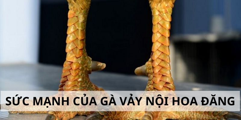 Vảy Nội Hoa Đăng - Đặc Điểm Và Cách Nhận Biết Cực Chuẩn Sức mạnh trong thi đấu của gà chiến