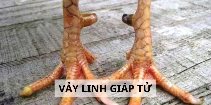 Vảy Linh Giáp Tử - 3 Tiêu Chí Đánh Giá Sức Mạnh Gà Chiến Vảy Linh Giáp Tử - 3 Tiêu Chí Đánh Giá Sức Mạnh Gà Chiến