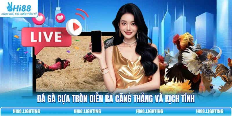 Đá Gà Cựa Tròn Là Gì? Đặc Điểm Của Hình Thức Thi Đấu Đá gà cựa tròn diễn ra căng thẳng và kịch tính
