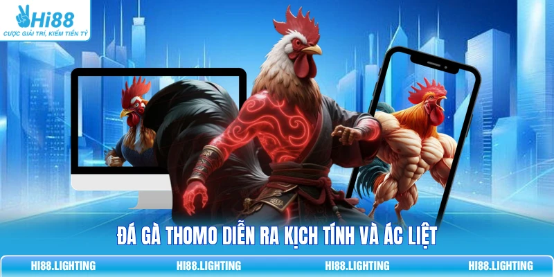 Đá Gà Thomo Là Gì? Tổng Quan Hình Thức Thi Đấu Hot Đá gà Thomo diễn ra kịch tính và ác liệt