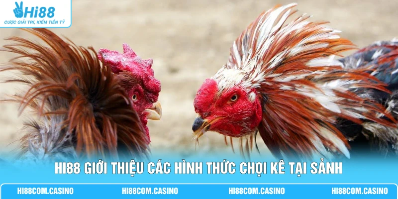 GA28 Đá Gà - Xem Chọi Kê Hấp Dẫn Với Chất Lượng Full 4K Hi88 giới thiệu các hình thức chọi kê tại sảnh