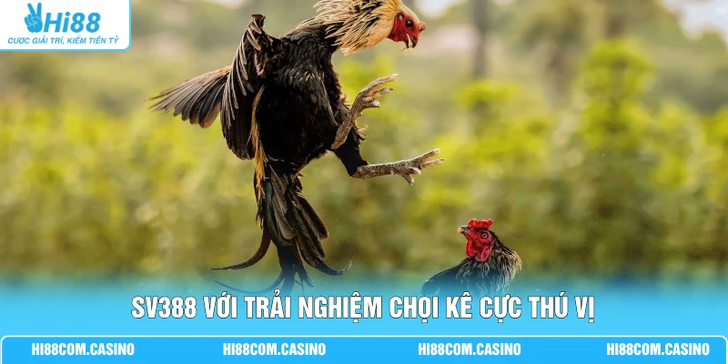 SV388 Đá Gà - Sảnh Cược Thu Hút 999+ Lượt Xem Chọi Kê SV388 với trải nghiệm chọi kê cực thú vị